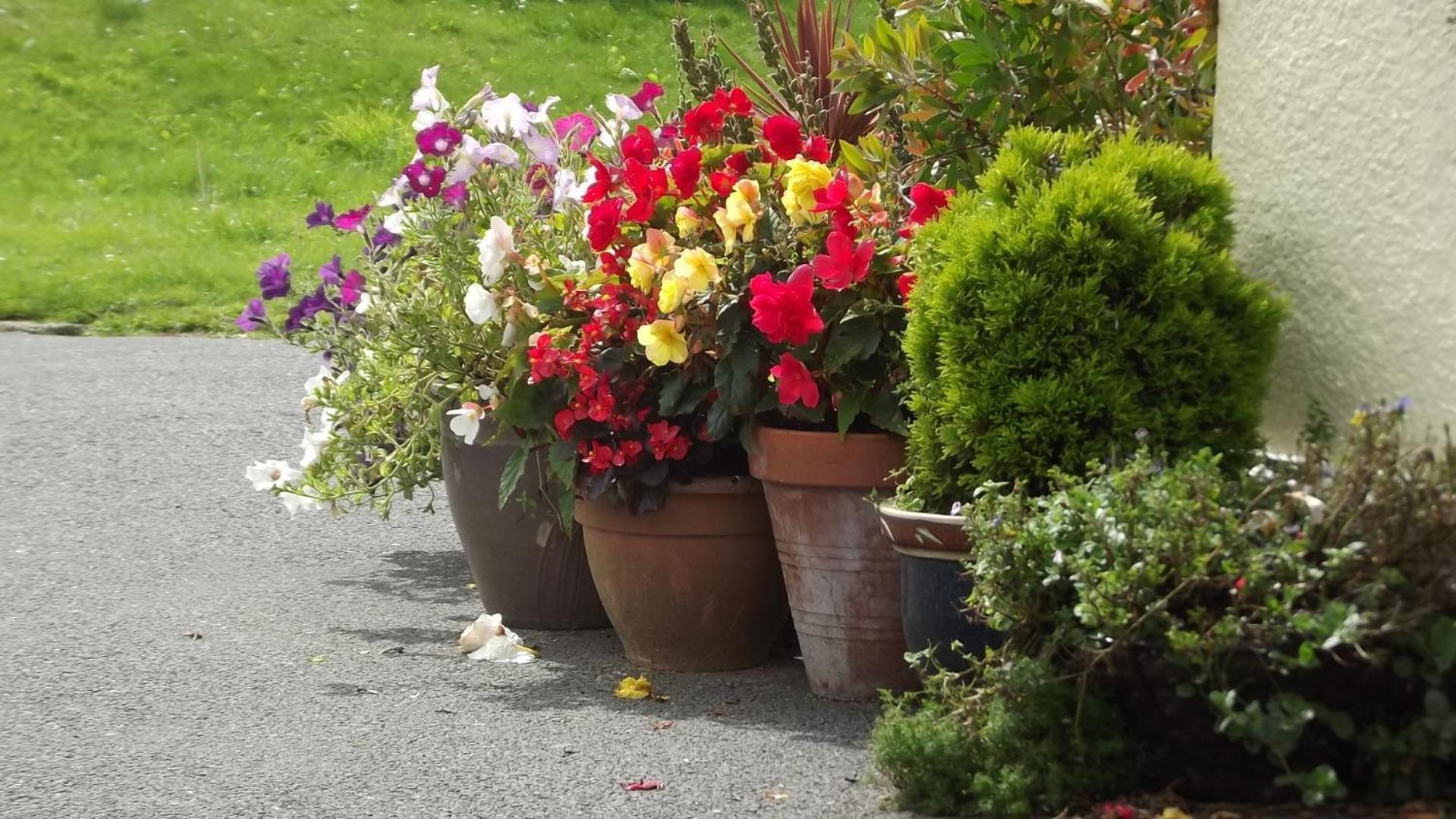 Jasmine House Bed and Breakfast New Quay Buitenkant foto